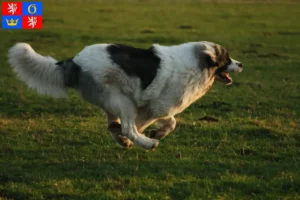 Read more about the article Mastín del Pirineo breeders and puppies in Hradec Králové
