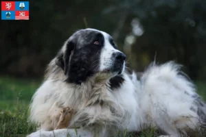 Read more about the article Mastín del Pirineo breeders and puppies in Karlovy Vary
