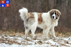 Read more about the article Mastín del Pirineo breeders and puppies in Liberec