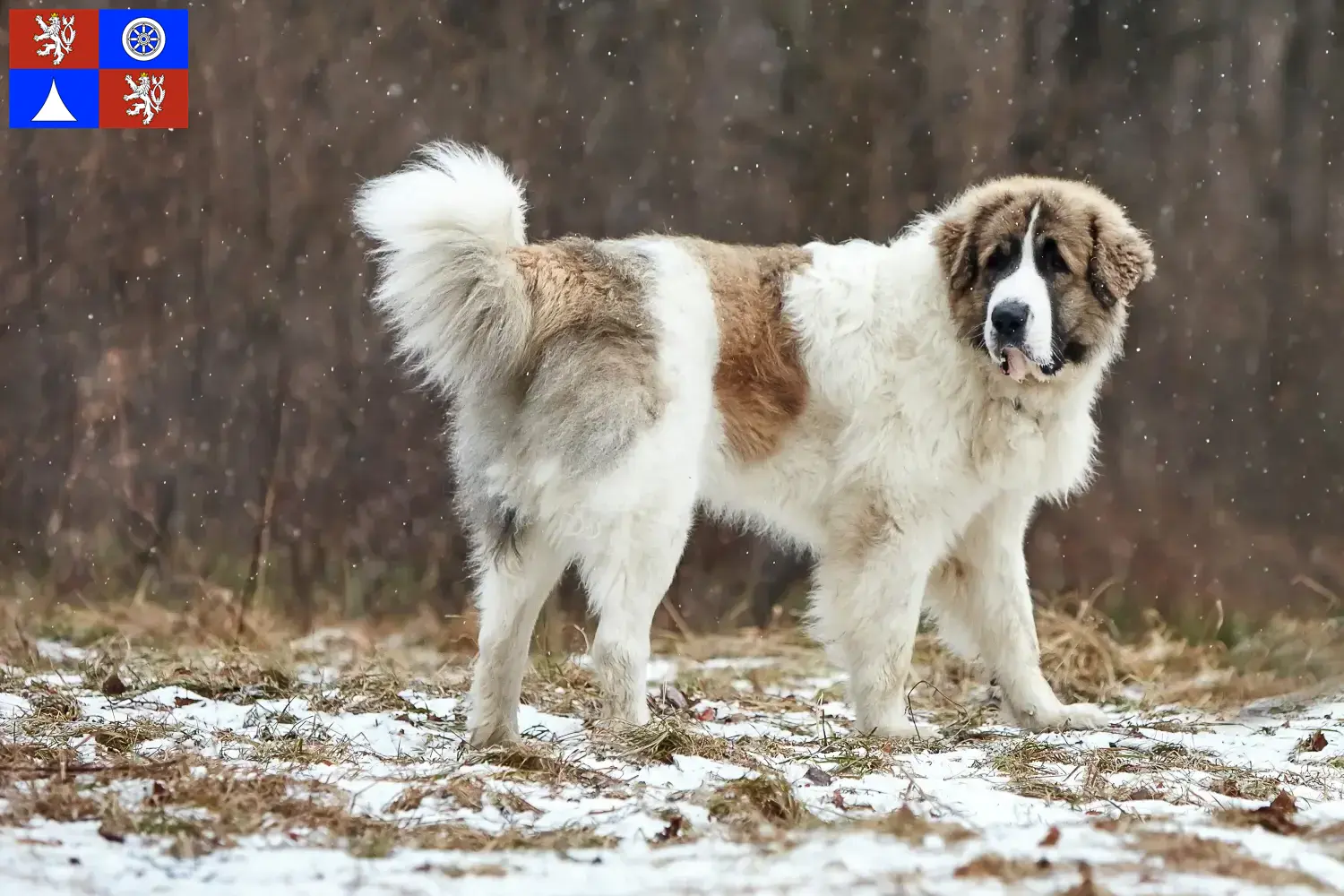 Mastín del Pirineo puppies and breeders Liberec Here you can find Mastín del Pirineos breeders in Liberec.
