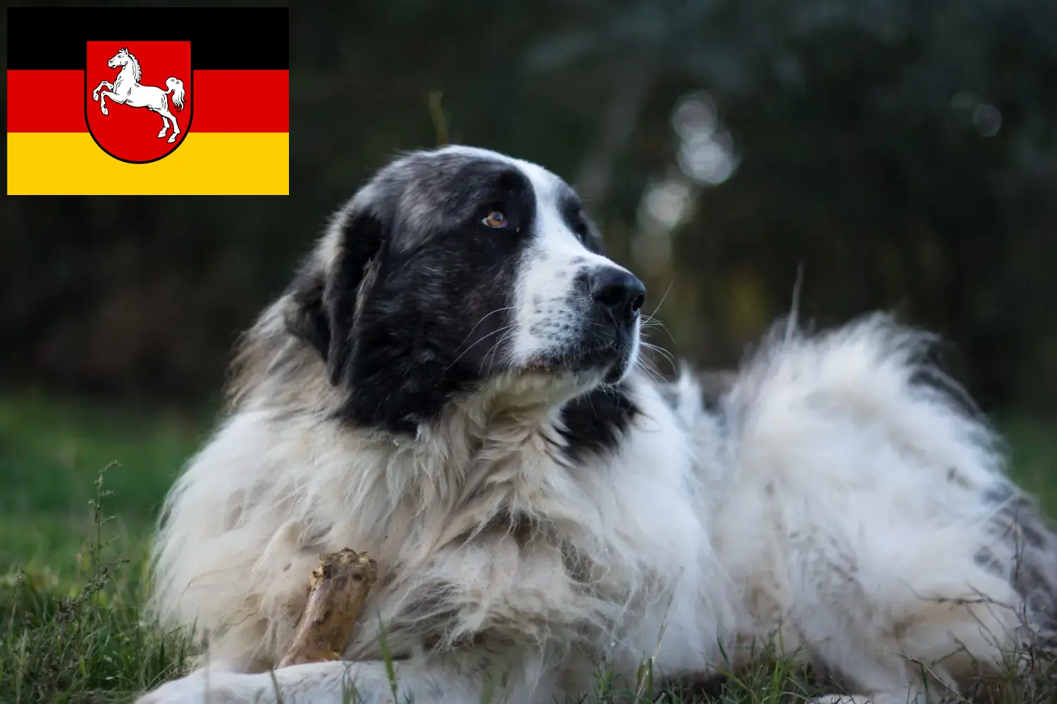Mastín del Pirineo puppies and breeders Lower Saxony Here you will find Mastín del Pirineos breeders in Lower Saxony.