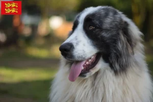 Read more about the article Mastín del Pirineo breeders and puppies in Normandy