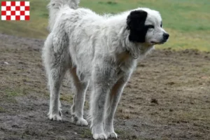 Read more about the article Mastín del Pirineo breeders and puppies in North Brabant