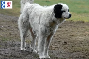 Read more about the article Mastín del Pirineo breeders and puppies in Nouvelle-Aquitaine