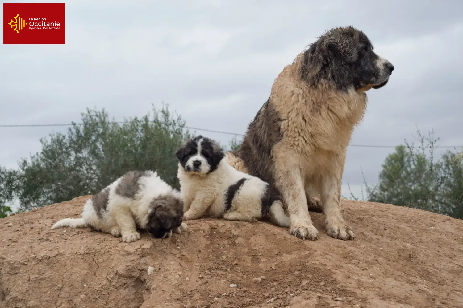 Mastín del Pirineo puppies and breeders Occitania Here you can find Mastín del Pirineos breeders in Occitania.