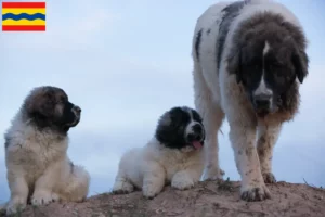 Read more about the article Mastín del Pirineo breeders and puppies in Overijssel