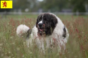 Read more about the article Mastín del Pirineo breeders and puppies in South Holland