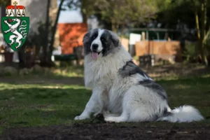 Read more about the article Mastín del Pirineo breeders and puppies in Styria