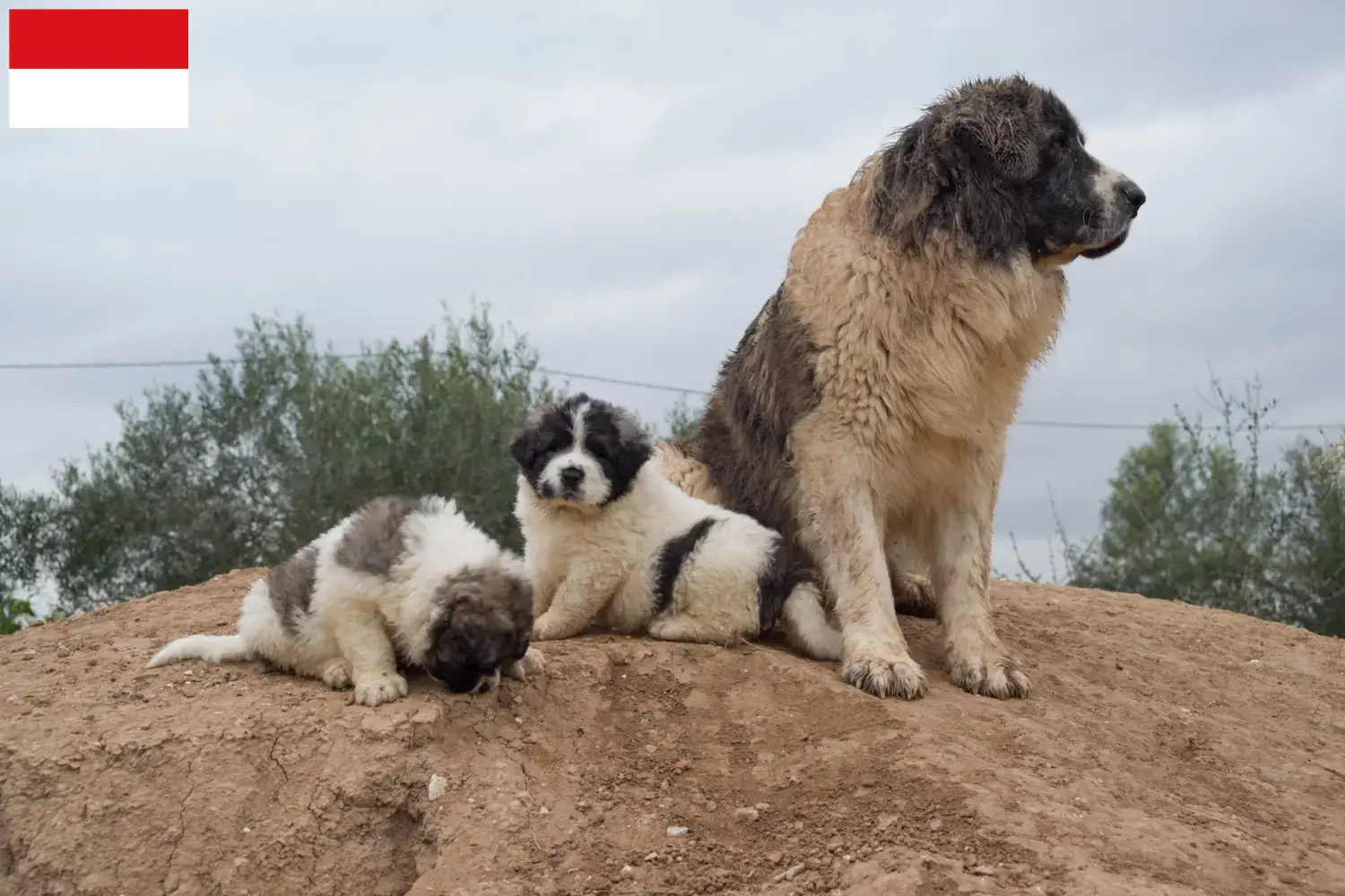 Mastín del Pirineo puppies and breeders Vienna Here you will find Mastín del Pirineos breeders in Vienna.