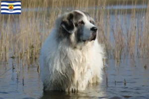 Read more about the article Mastín del Pirineo breeders and puppies in Zeeland