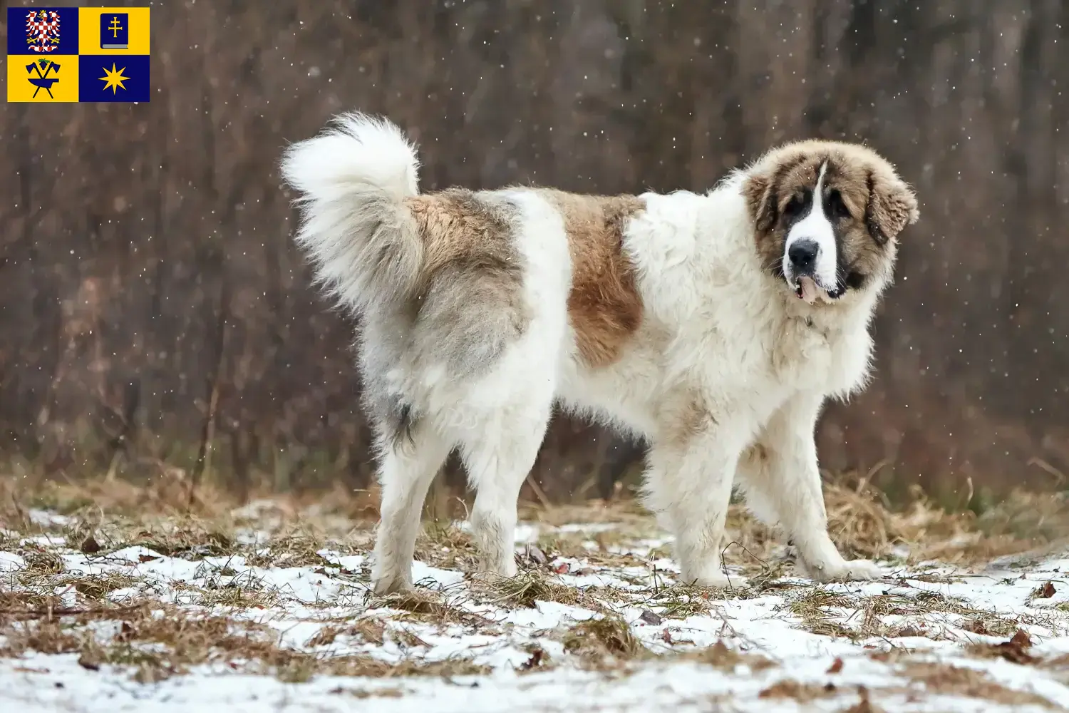 Mastín del Pirineo puppies and breeders Zlín Here you can find Mastín del Pirineos breeders in Zlín.