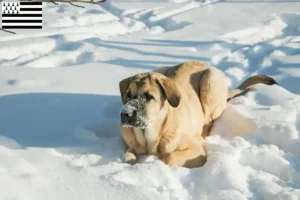 Read more about the article Mastín Español breeders and puppies in Brittany