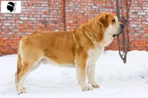 Read more about the article Mastín Español breeders and puppies in Corsica