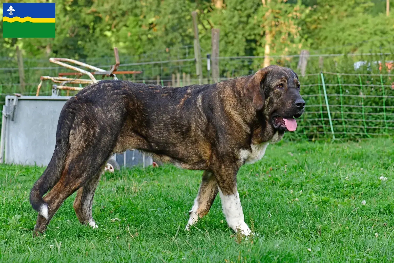 Mastín Español puppies and breeders Flevoland Here you can find Mastín Españols breeders in Flevoland.