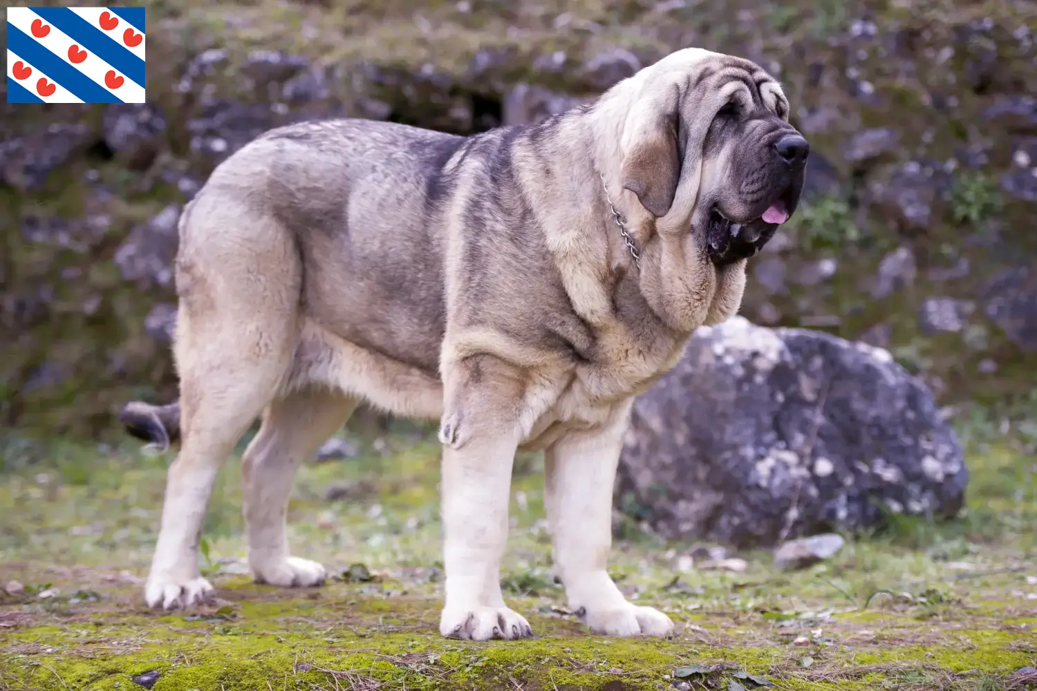 Mastín Español puppies and breeders Friesland Here you can find Mastín Españols breeders in Friesland.