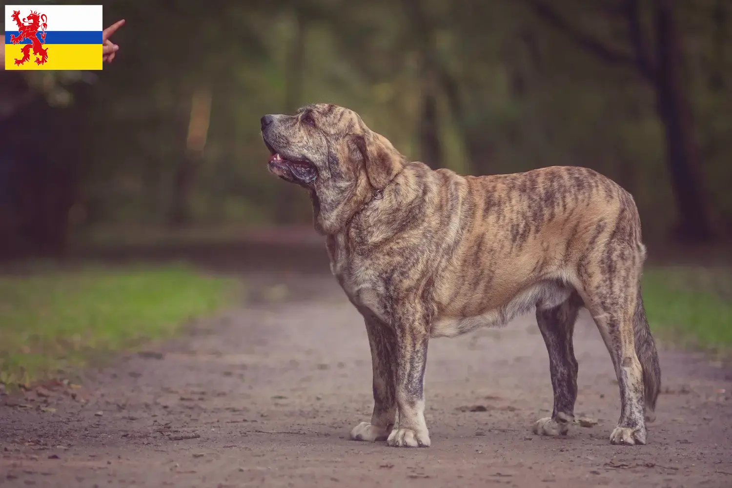 Read more about the article Mastín Español breeders and puppies in Limburg