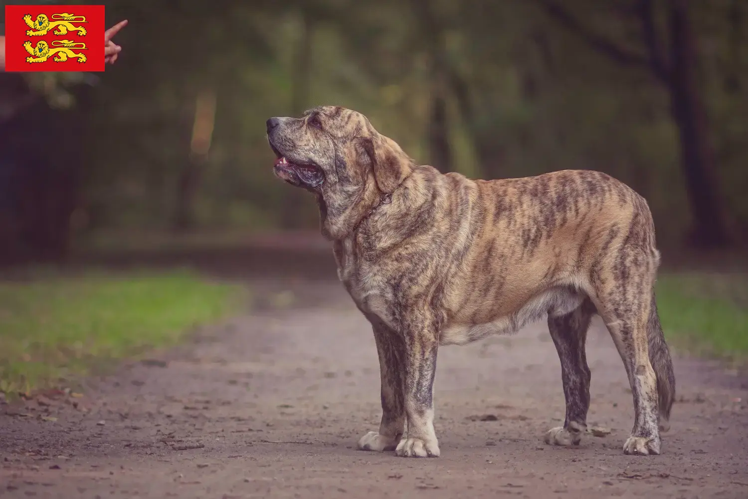 Read more about the article Mastín Español breeders and puppies in Normandy