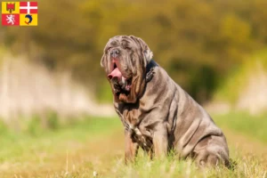 Read more about the article Mastino Napoletano breeders and puppies in Auvergne-Rhône-Alpes
