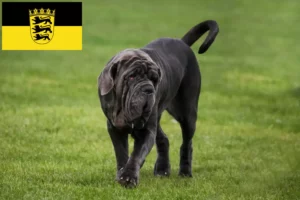 Read more about the article Mastino Napoletano breeders and puppies in Baden-Württemberg