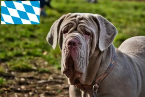 Read more about the article Mastino Napoletano breeders and puppies in Bavaria