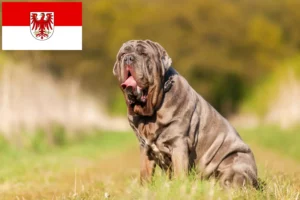 Read more about the article Mastino Napoletano breeders and puppies in Brandenburg