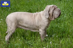 Read more about the article Mastino Napoletano breeders and puppies in the Brussels-Capital Region