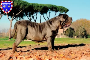 Read more about the article Mastino Napoletano breeders and puppies in Centre-Val de Loire