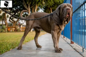 Read more about the article Mastino Napoletano breeders and puppies in Corsica