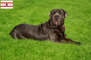 Read more about the article Mastino Napoletano breeders and puppies in Drenthe