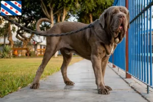 Read more about the article Mastino Napoletano breeders and puppies in Friesland