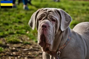 Read more about the article Mastino Napoletano breeders and puppies in Gelderland