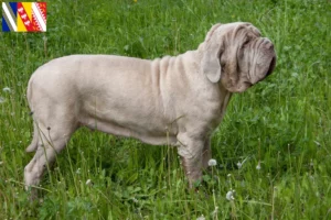 Read more about the article Mastino Napoletano breeders and puppies in Grand Est