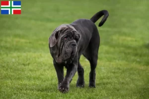 Read more about the article Mastino Napoletano breeders and puppies in Groningen