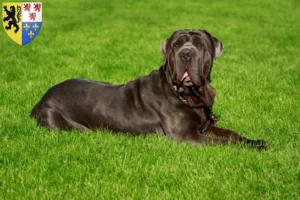 Read more about the article Mastino Napoletano breeders and puppies in Hauts-de-France