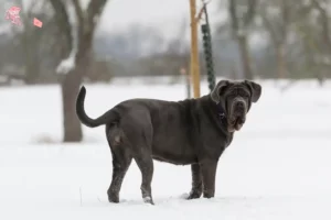 Read more about the article Mastino Napoletano breeders and puppies in Hovedstaden