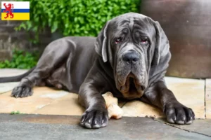 Read more about the article Mastino Napoletano breeders and puppies in Limburg