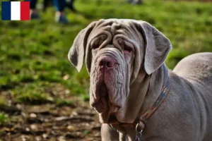 Read more about the article Mastino Napoletano breeders and puppies in Martinique