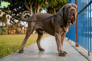 Read more about the article Mastino Napoletano breeders and puppies in Midtjylland
