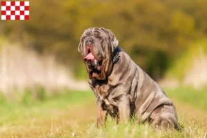 Read more about the article Mastino Napoletano breeders and puppies in North Brabant