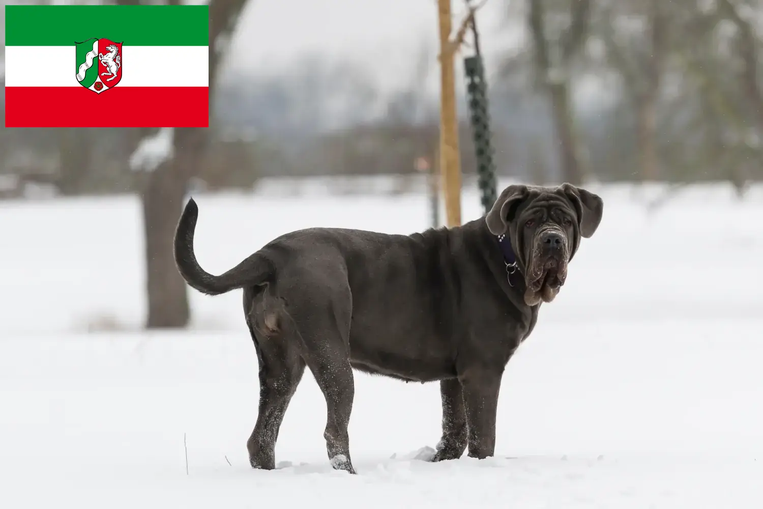 Mastino Napoletano puppies and breeders North Rhine-Westphalia Here you can find Mastino Napoletanos breeders in North Rhine-Westphalia.
