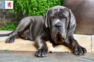 Read more about the article Mastino Napoletano breeders and puppies in Nouvelle-Aquitaine