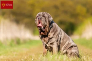 Read more about the article Mastino Napoletano breeders and puppies in Occitania