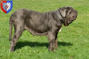 Read more about the article Mastino Napoletano breeders and puppies in Pays de la Loire