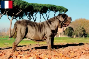 Read more about the article Mastino Napoletano breeders and puppies on Réunion