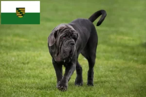 Read more about the article Mastino Napoletano breeders and puppies in Saxony