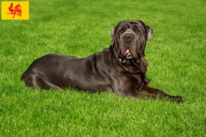 Read more about the article Mastino Napoletano breeders and puppies in Walloon Region
