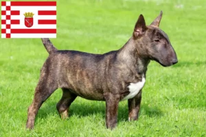 Read more about the article Miniature Bull Terrier breeders and puppies in Bremen