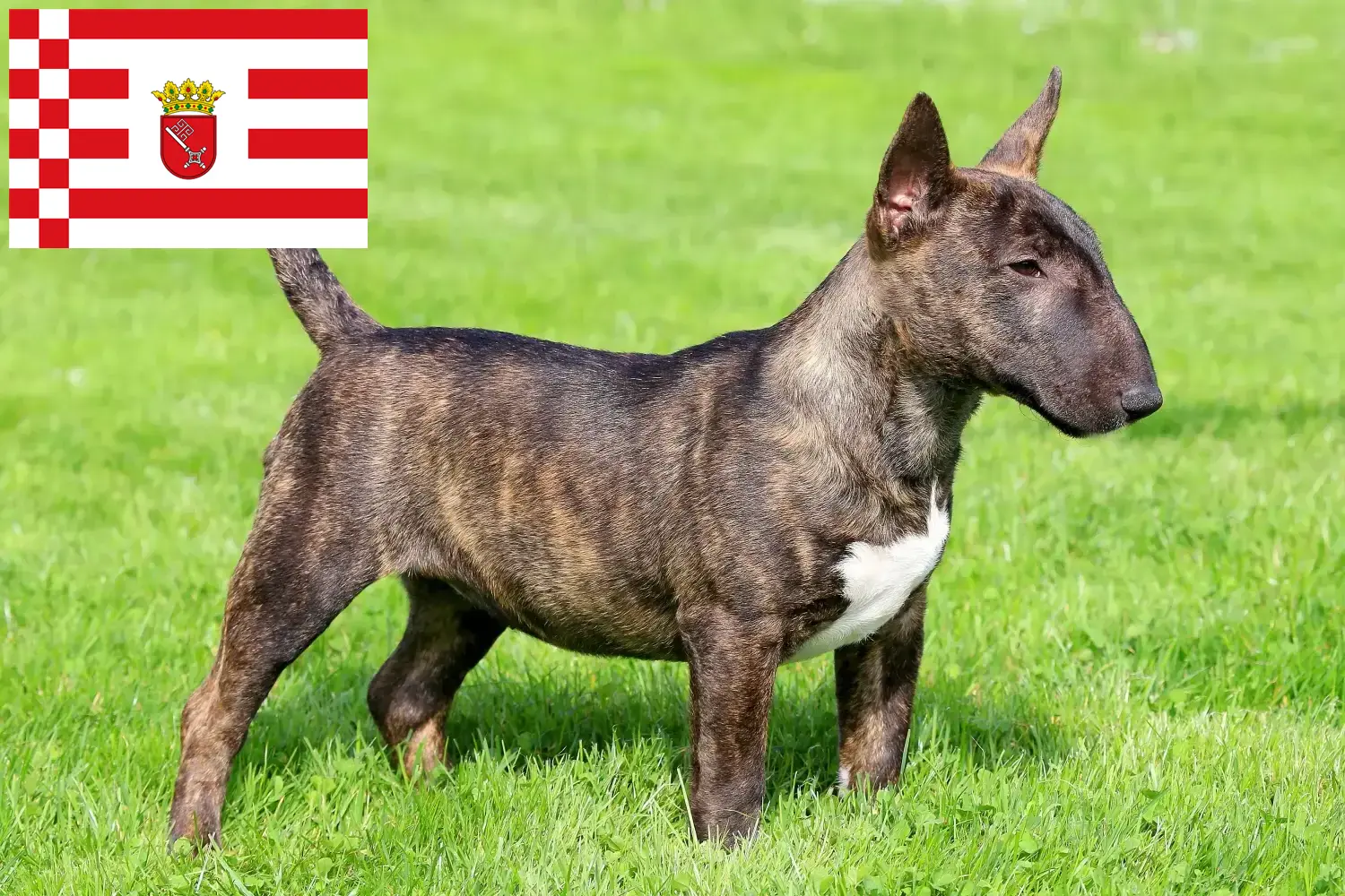 Miniature Bull Terrier puppies and breeders Bremen Find Miniature Bull Terrier breeders in Bremen.