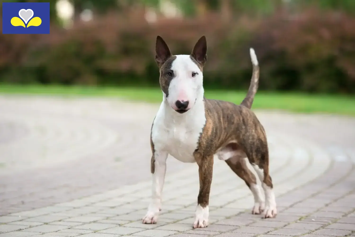 Miniature Bull Terrier puppies and breeders Brussels-Capital Region Find here Miniature Bull Terrier breeders in Brussels-Capital Region.