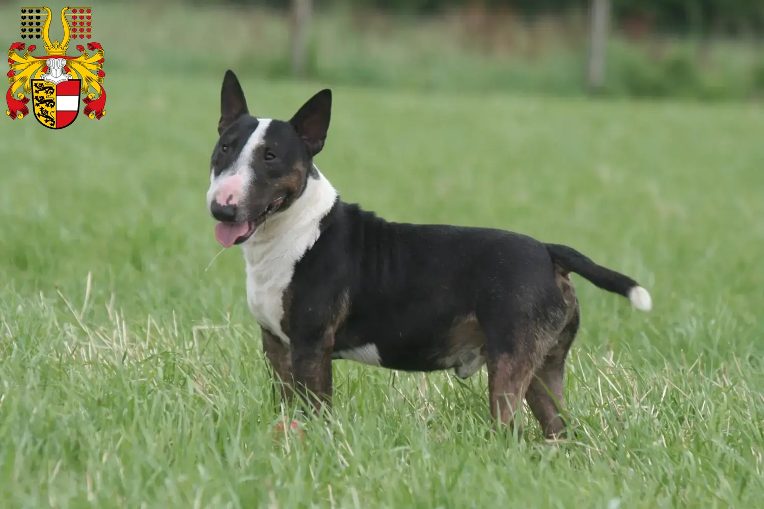 Miniature Bull Terrier puppies and breeders Carinthia Here you can find Miniature Bull Terrier breeders in Carinthia.